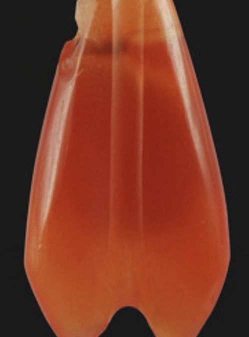Carnelian possible mosquito amulet