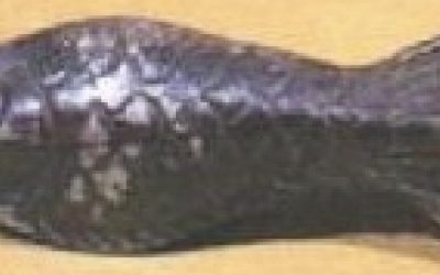 Petrocephalus bane Fish?